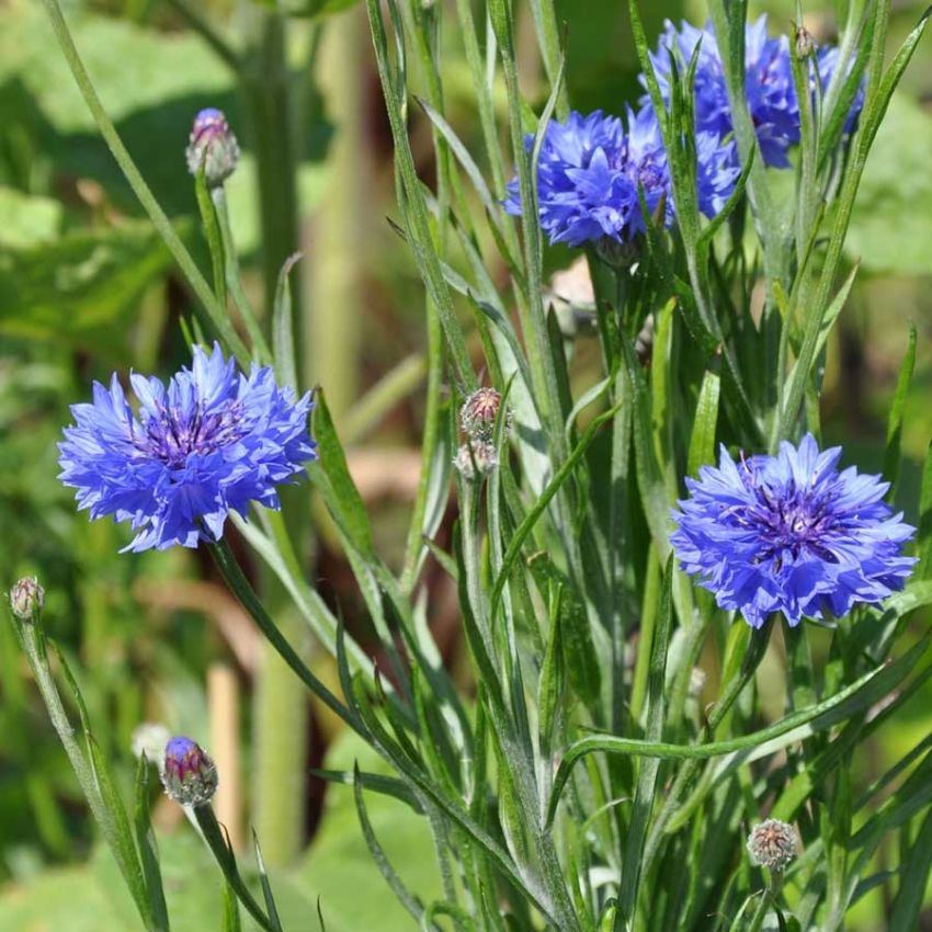 Kornblomst 'Blue Boy'