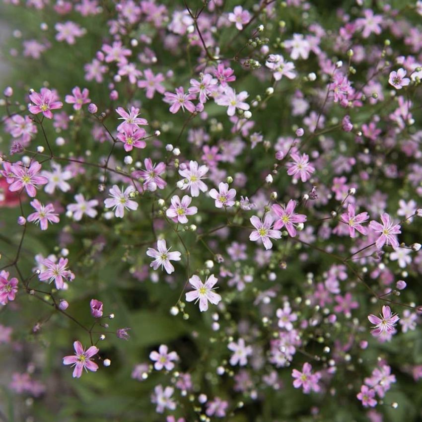 Brudeslør 'Rosea'