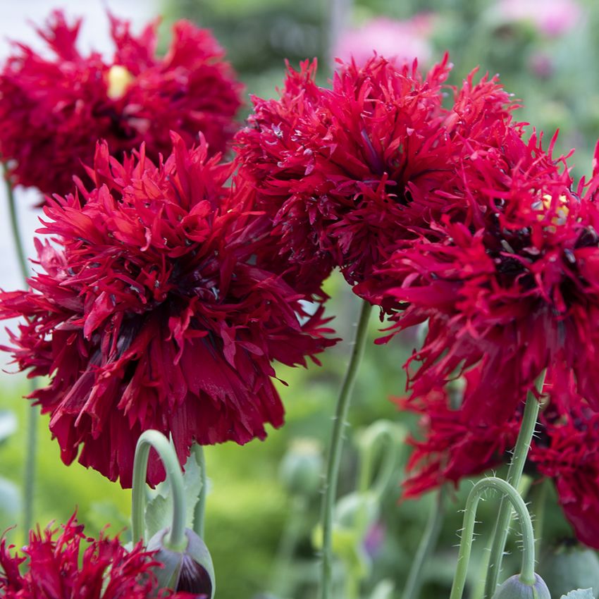 Fjervalmue 'Crimson Feathers'