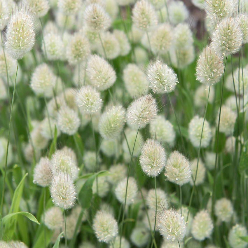 Harehale 'Bunny Tails'