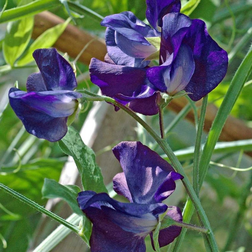 Ærteblomst 'Royal Navy Dark Blue'