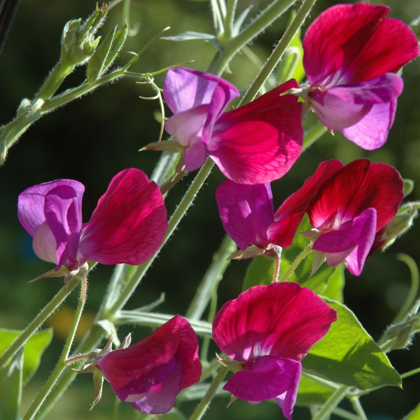 Ærteblomst 'Franciscus Cupani'