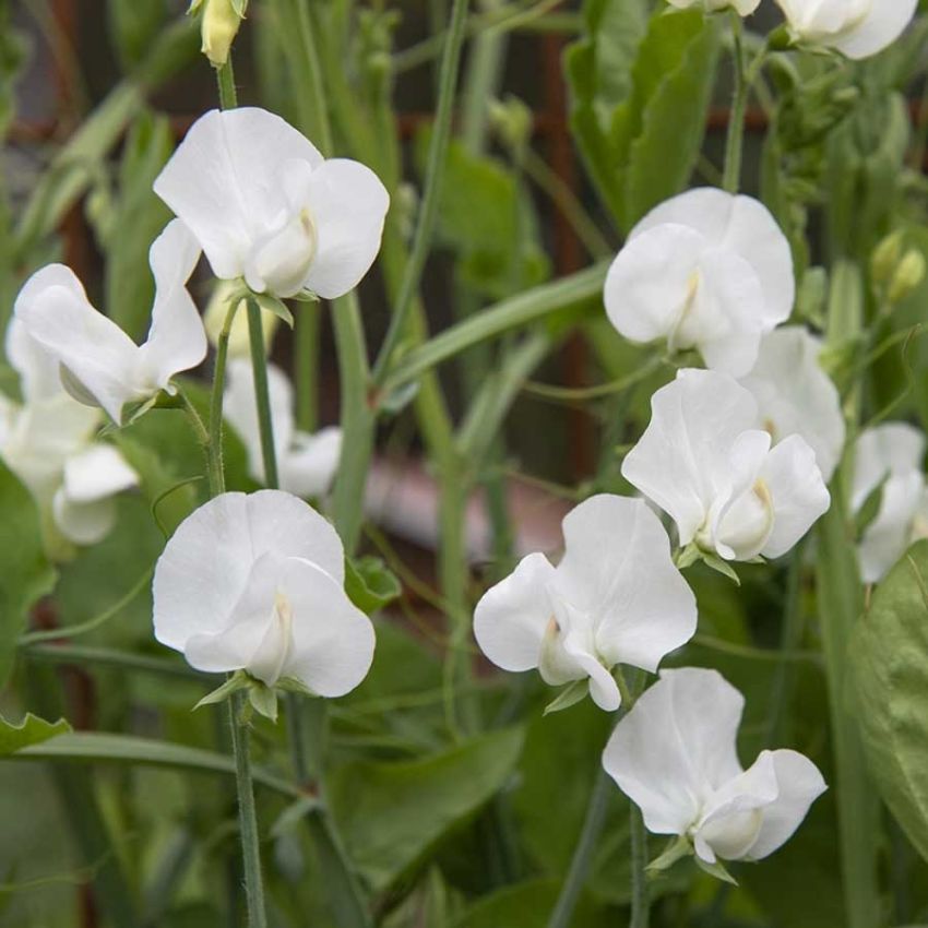 Ærteblomst 'Spencer Swan Lake'