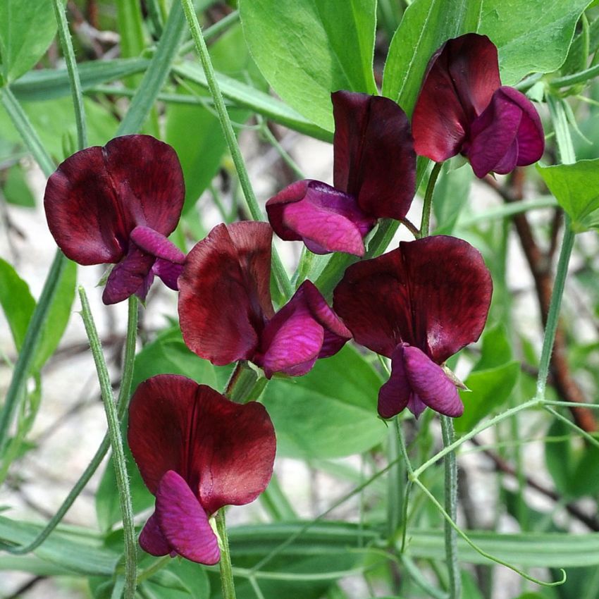 Ærteblomst 'Black Knight'