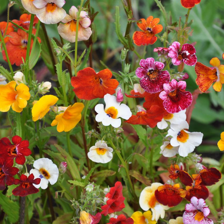 Sommerfugleblomst 'Carnival'