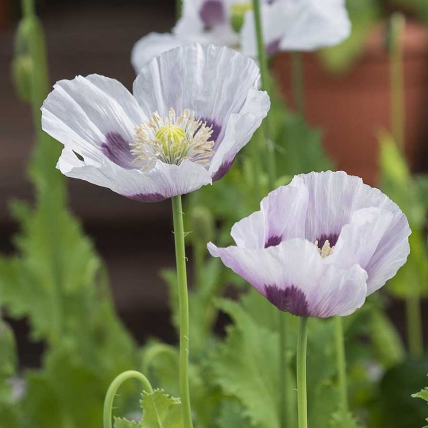 Enkelt valmue 'Bread Seed Poppy'