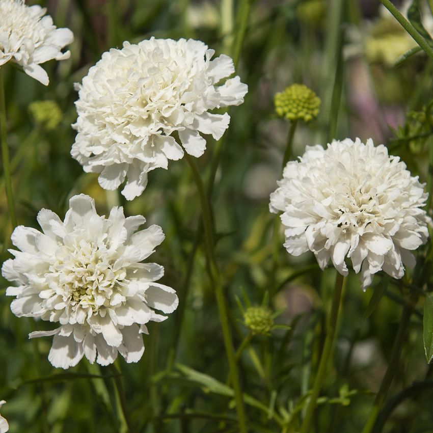 Enkeblomst 'Snowmaiden'