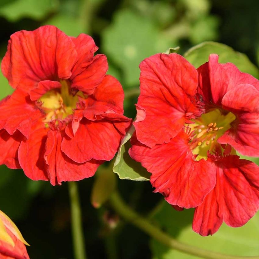 Tallerkensmækker 'Cherelle'