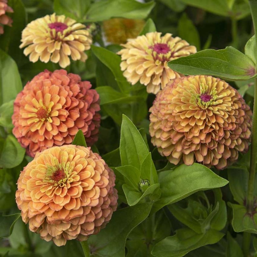 Frøkenhat 'Queeny Lime Orange'