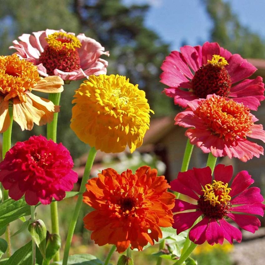 Frøkenhat 'Old Scabiosa'