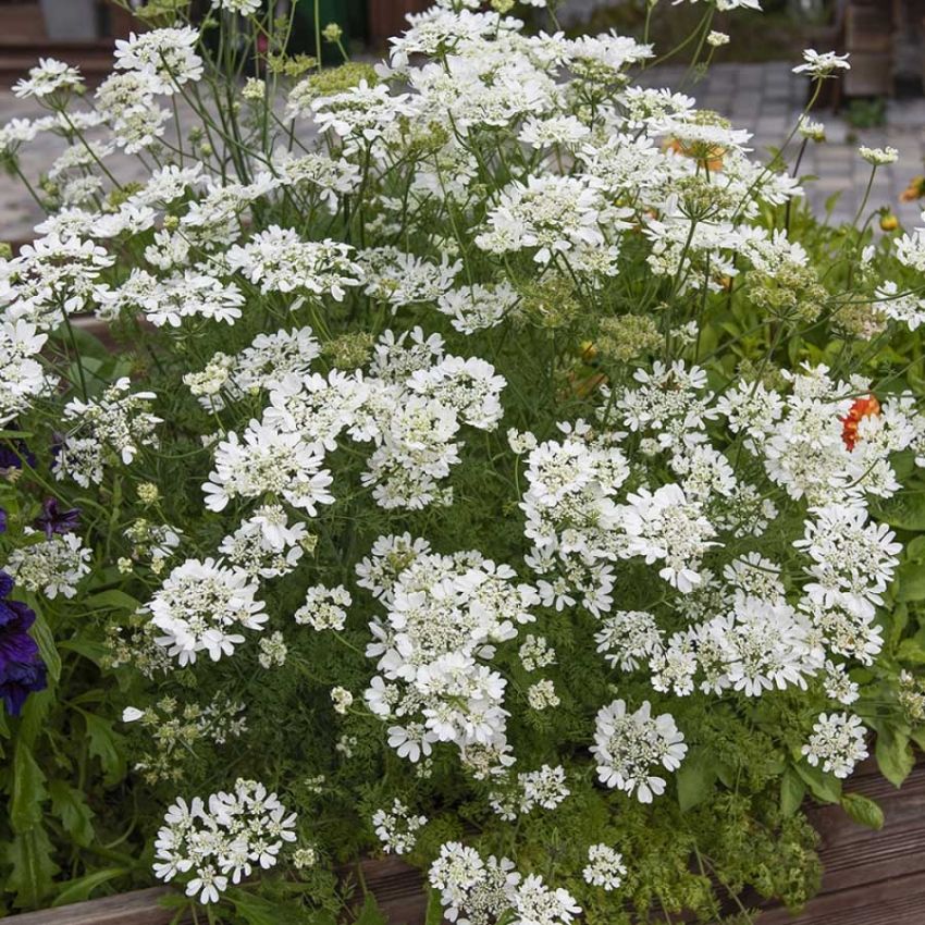 Blomsterkørvel 'White Lace'