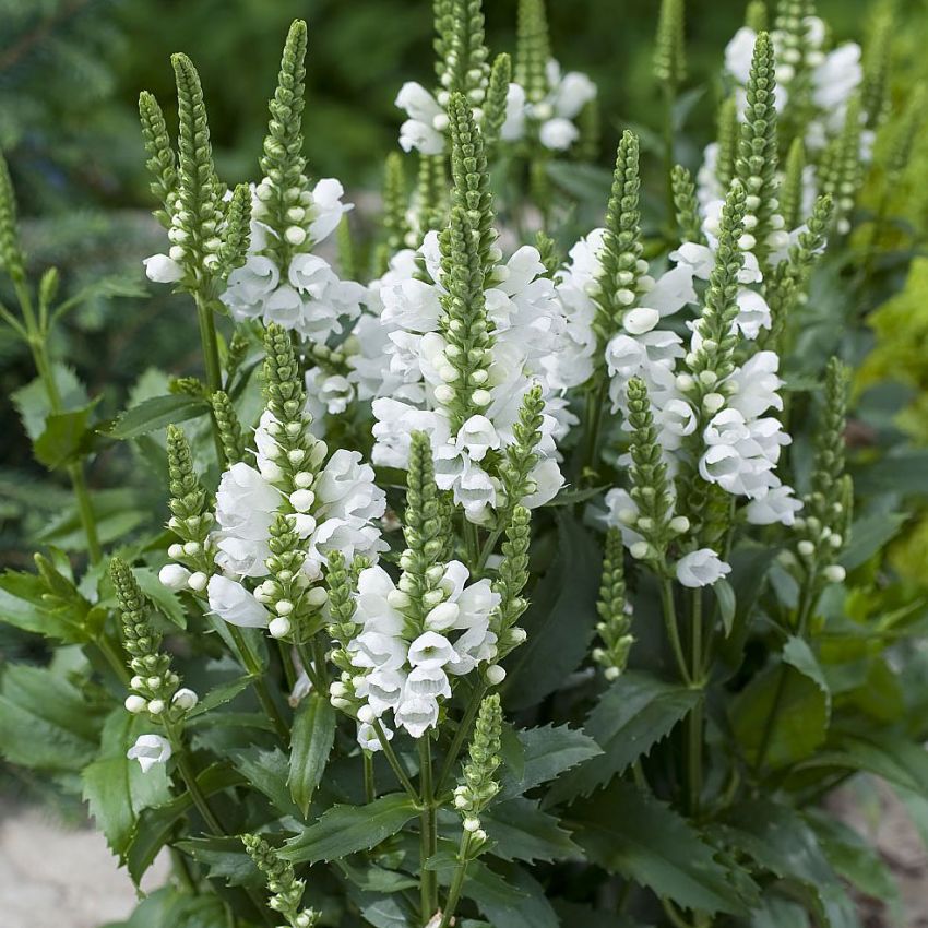 Drejeblomst 'Crystal Peak White'