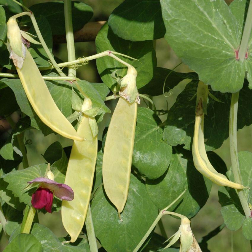 Sukkerært 'Golden Sweet'