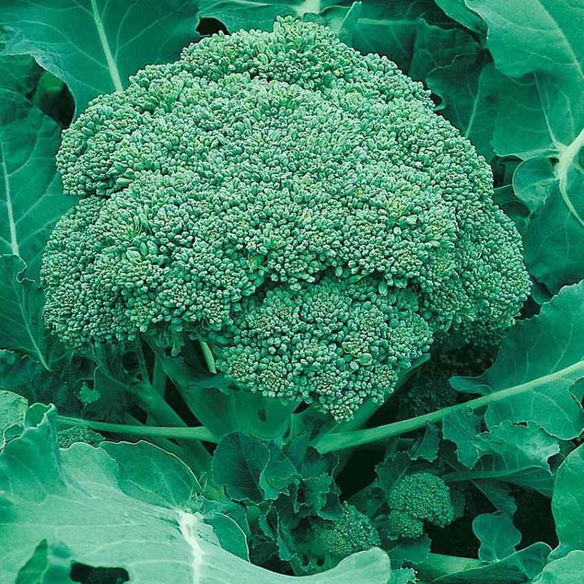 Broccoli 'Ramoso Calabrese'