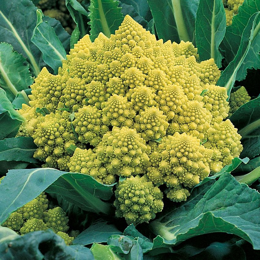 Broccoli 'Romanesco natalino'