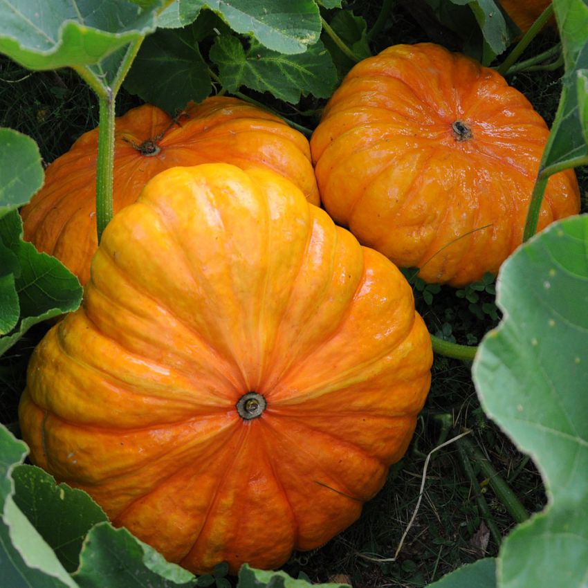 Mammutgræskar 'Rouge Vif d'Etampes'