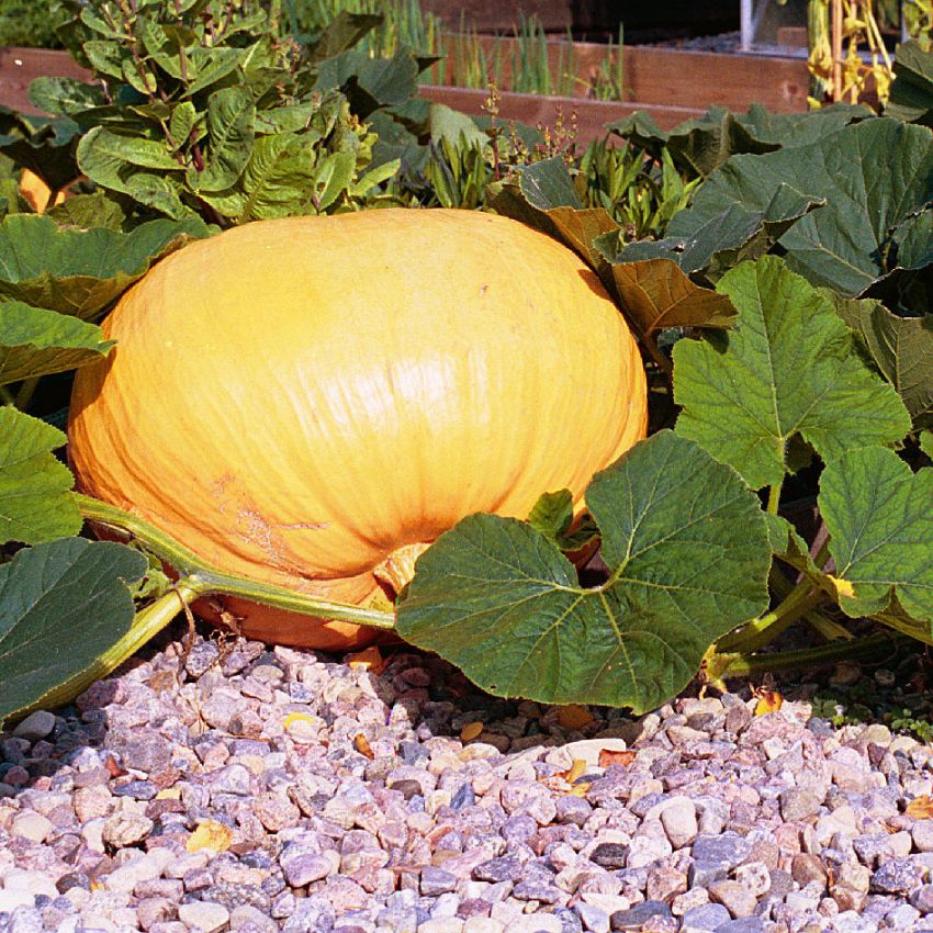 Mammutgræskar 'Atlantic Giant'