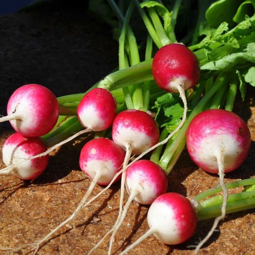 Radise 'Rond rose à bout blanc 2'