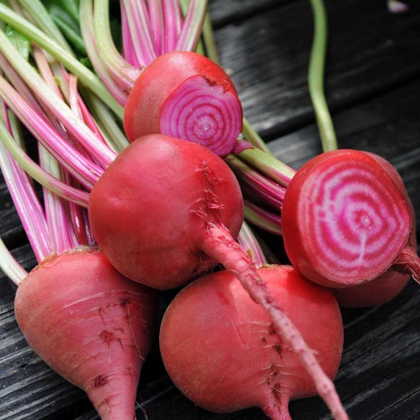 Rødbede 'Chioggia'