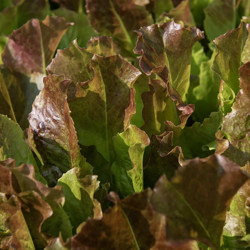 Pluksalat 'Biscia Rossa'