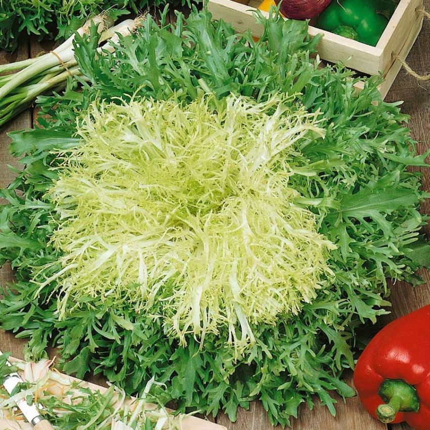 Friséesalat 'Riccia d'Olivet'