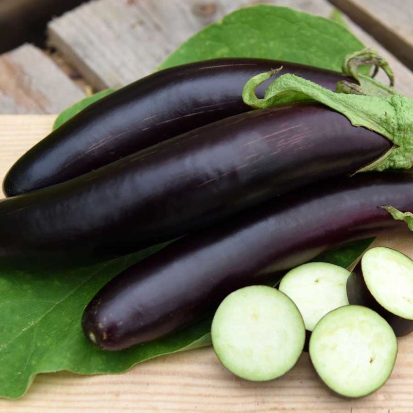 Aubergine 'De Barbentane'