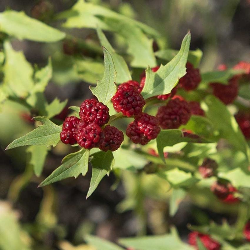 Jordbærspinat 'Strawberry Sticks'