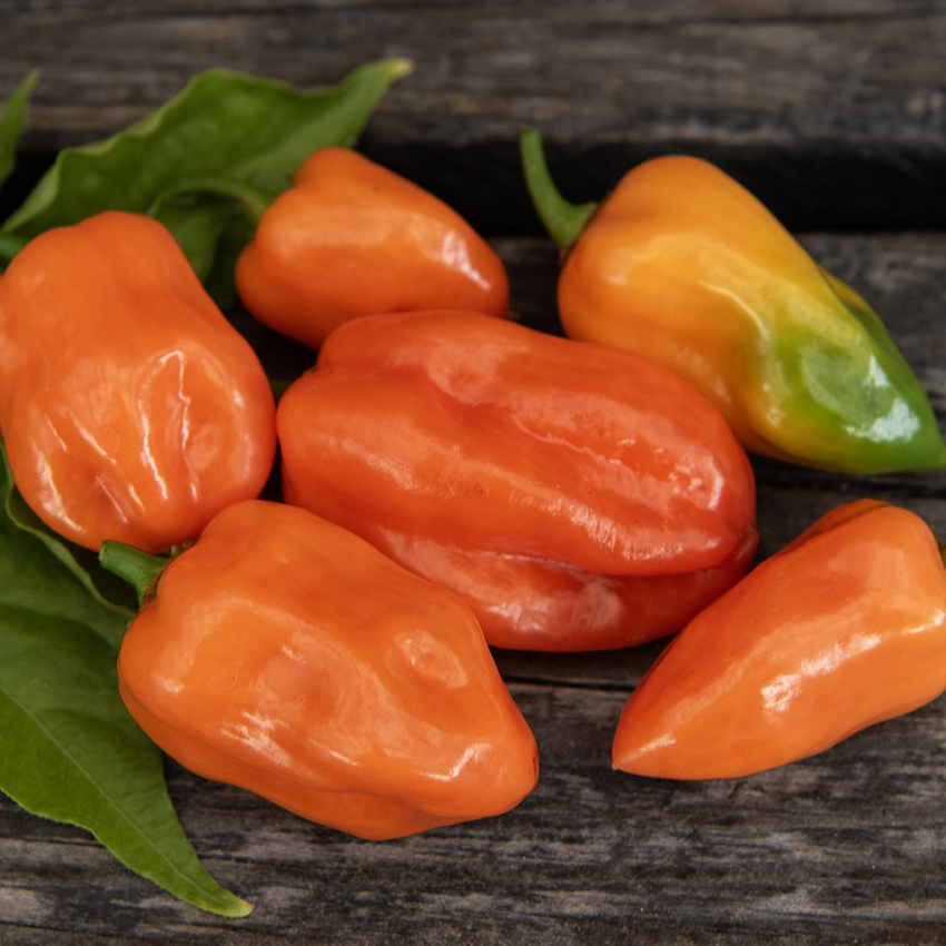 Habanero-chili 'Habanero Orange' i gruppen Frø / Grøntsager hos Impecta Fröhandel (3024)