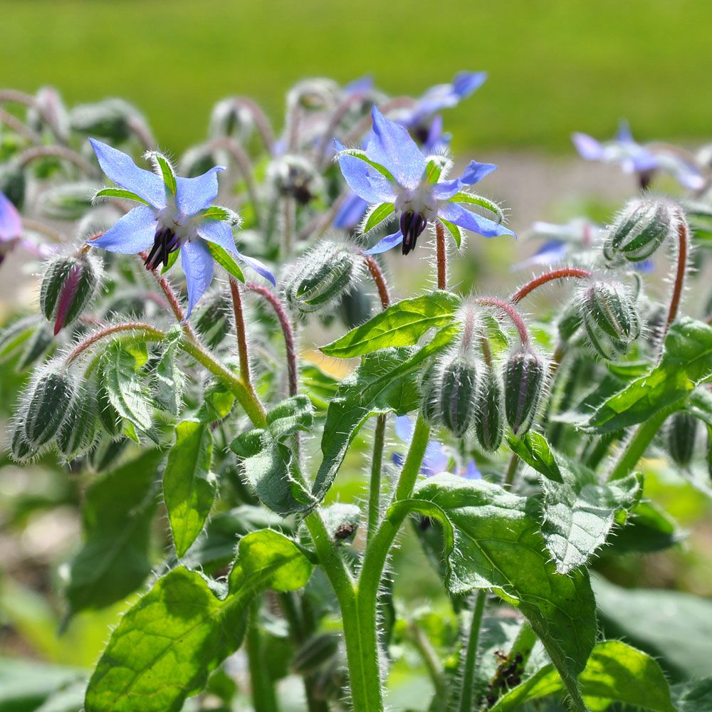 Hjulkrone