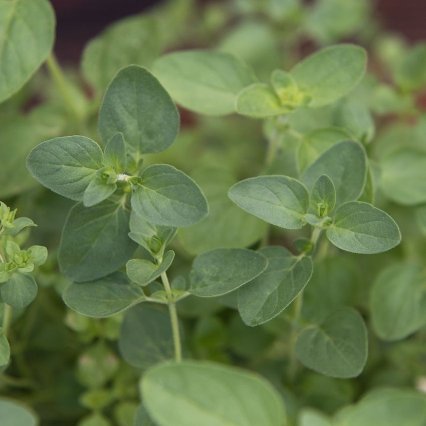 Græsk Oregano 'Griechischer'