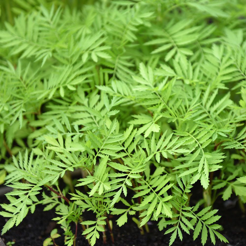 Grøngødning Tagetes 'Evergreen'