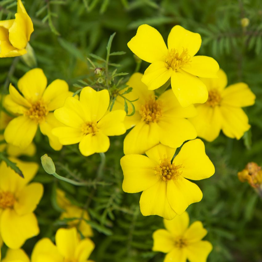 Appelsintagetes 'Signet Lemon'