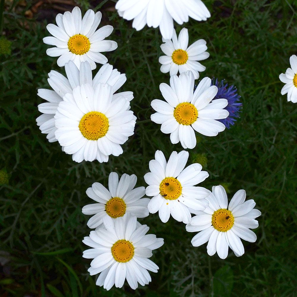 Hvid Pyrethrum