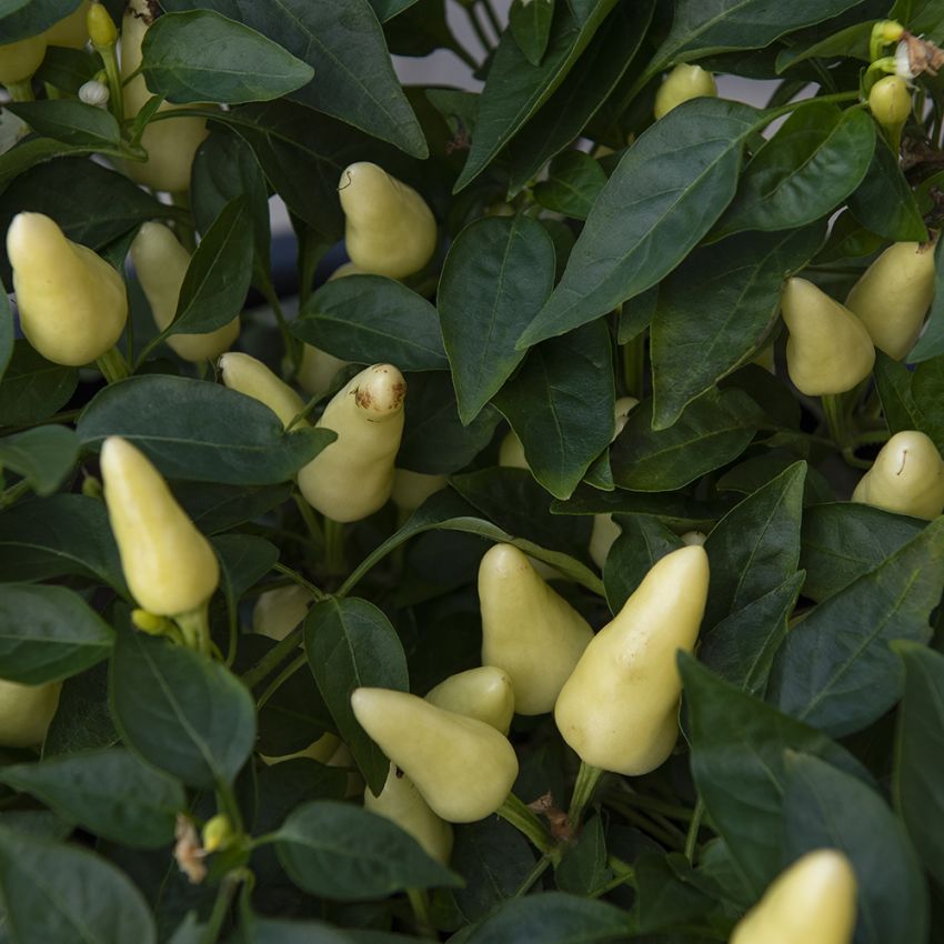 Cayennepeber 'Capela White'