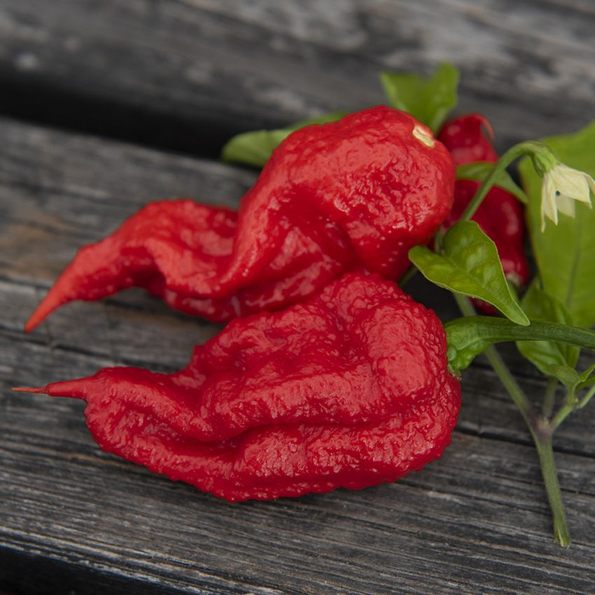 Habaneropeber 'Carolina Reaper'