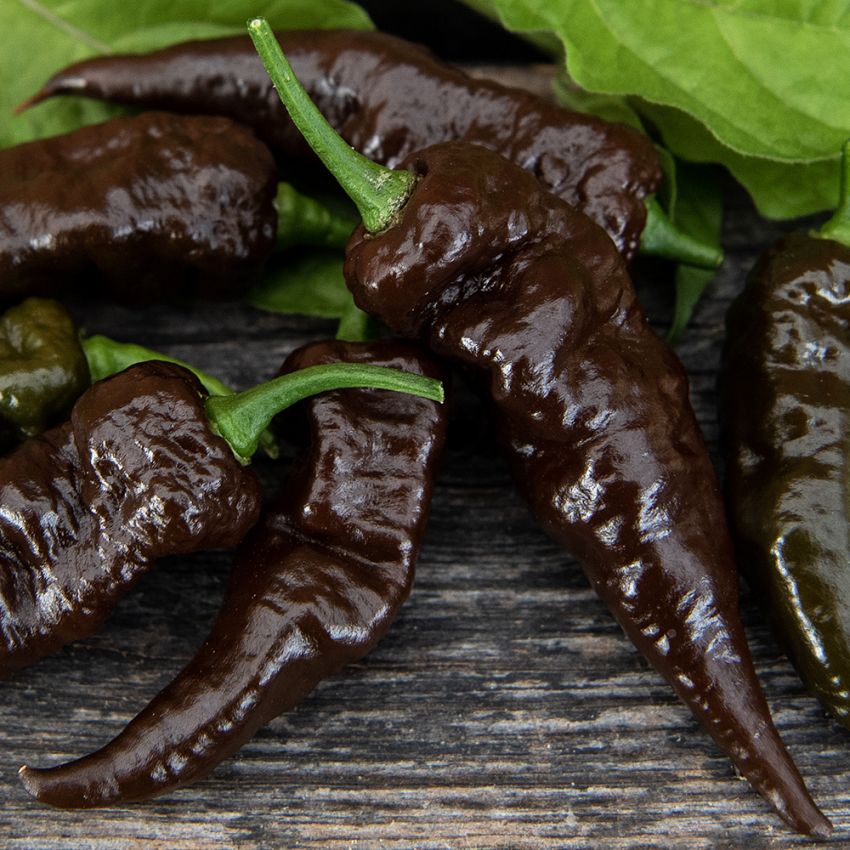 Habaneropeber 'Naga Black'