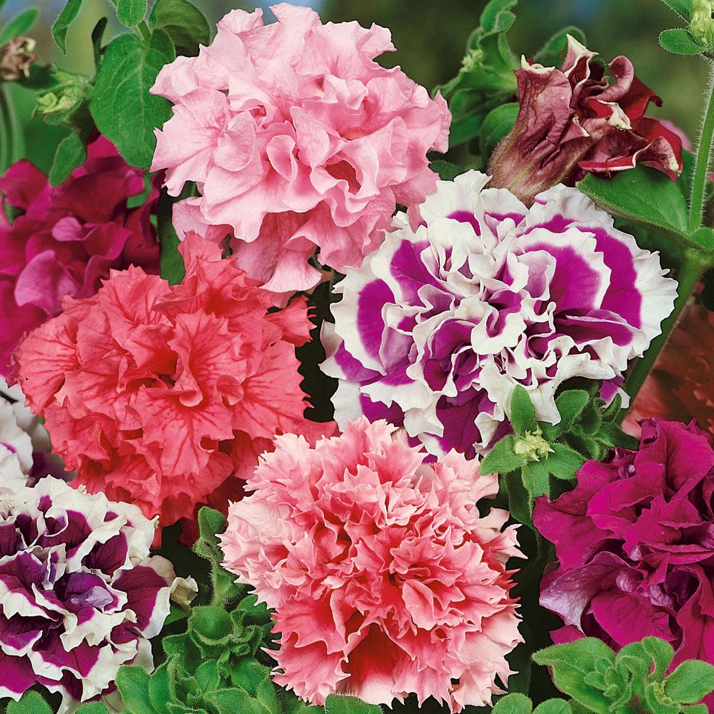 Petunia F1 'Fanfar'