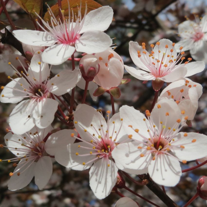 Kirsebærblomme