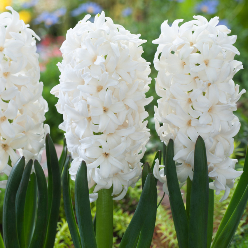 Hyacint 'Carnegie' 5 stk. Kraftige, tætte blomsterspir i den reneste hvide med en vidunderlig duft.