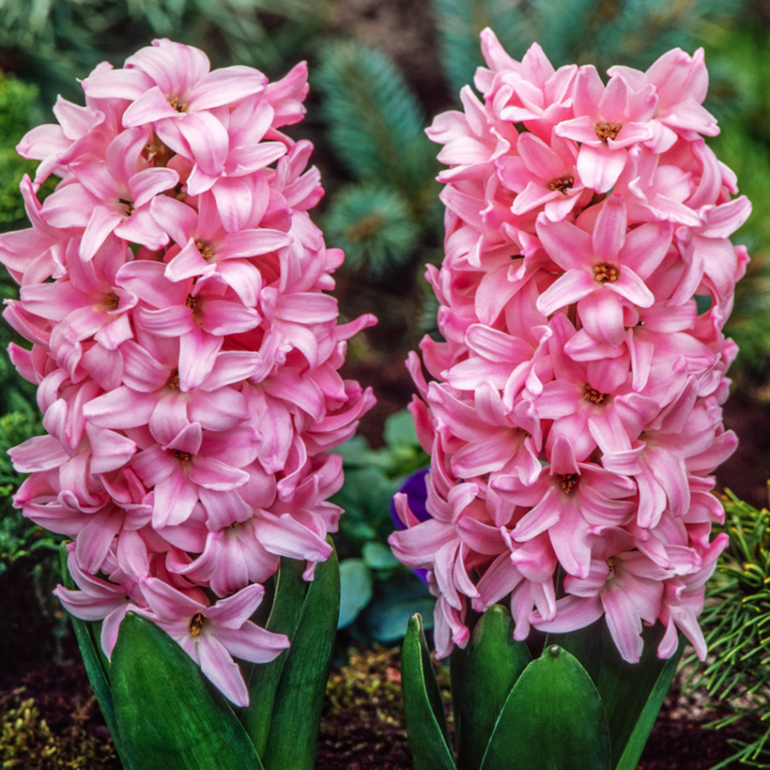 Hyacint 'Pink Surprise' 5 stk. Kraftige, tætte blomsterspir i klar pink med lysrosa kanter, som har en vidunderlig duft. 