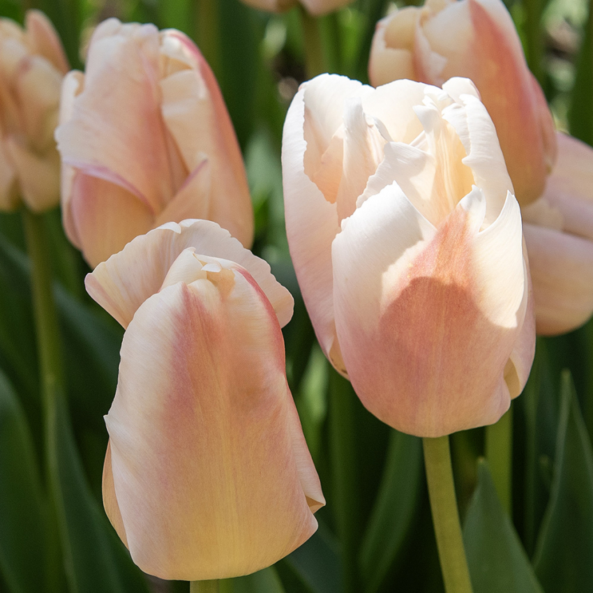 Darwinhybridtulipan 'Apricot Pride' 7 stk. En dejlig tulipan i bløde nuancer af abrikos og pink i udsøgt harmoni.