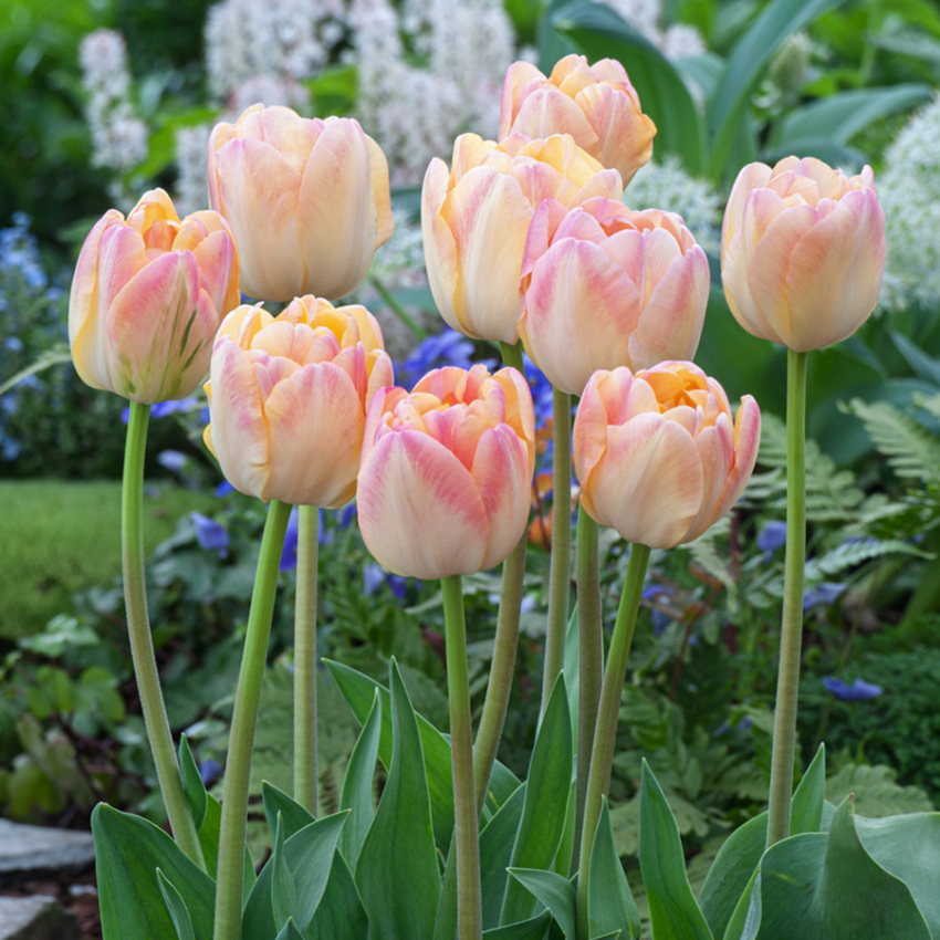 Tulipan 'Creme Upstar' 7 stk.  Rigtig fin at kombinere med andre tulipaner i blomsterbedet, men også smukke i en krukke på altan og terrasse. 