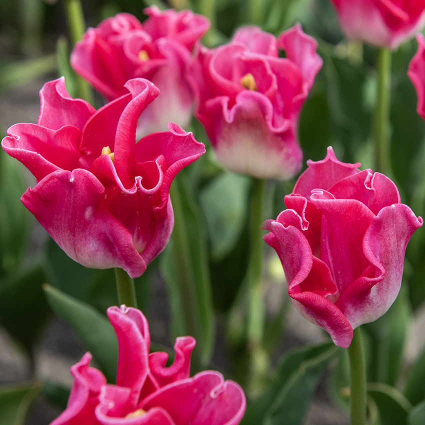 Havetulipan 'Crown of Dynasty' 5 stk. Passer perfekt ind i blomsterbedet men er også god i krukker på altan og terrasse.