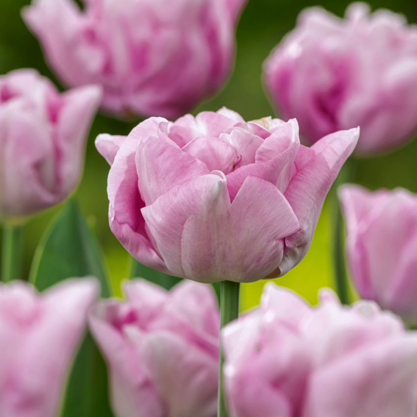 Tulipan 'Katinka'7 stk En dejlig, fyldt tulipan med store blomster i kølige toner af syren og gammelrosa. 