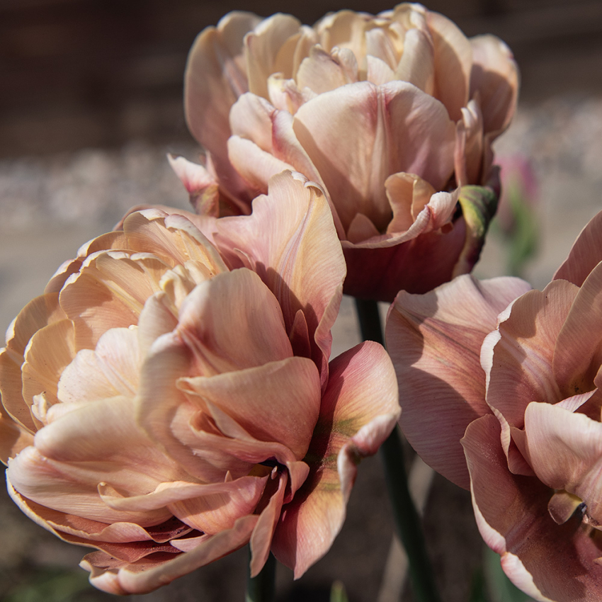 Tulipan 'La Belle Epoque' 5 stk. i gruppen Løg og knolde / Forårsblomstrende løg og knolde / Eksklusive tulipaner hos Impecta Fröhandel (465256)