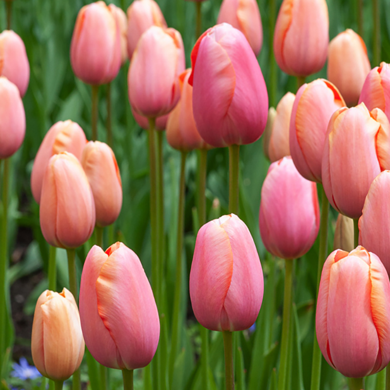 Tulipan 'Menton' 10 stk. Meget store, enkle blomster med fortryllende skift af pastellyserøde nuancer og blødt laksefarvede kanter.