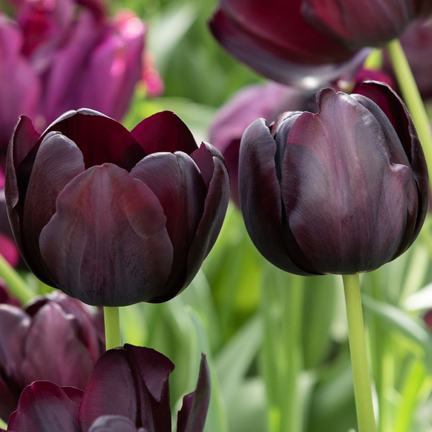 Tulipan 'Queen of Night' 7 stk.