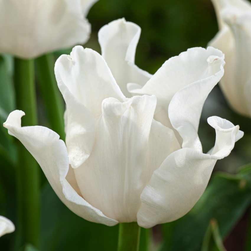 Havetulipan 'White Liberstar' 5 stk. Passer perfekt ind i blomsterbedet men er også god i krukker på altan og terrasse.