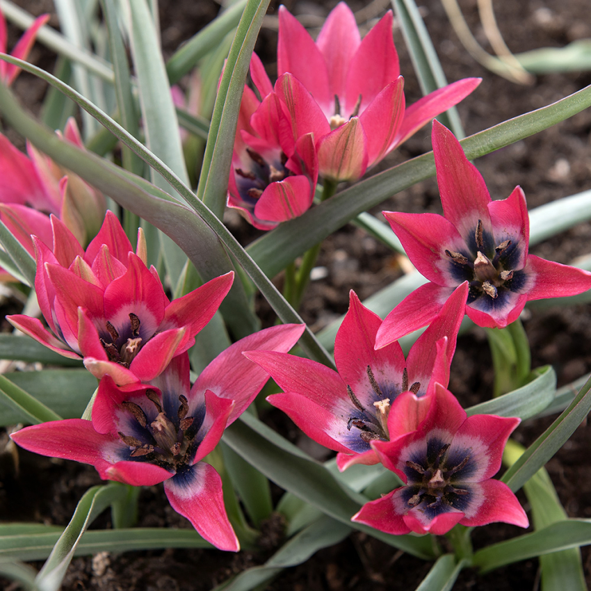 Dværgtulipan 'Little Beauty' 10 stk.