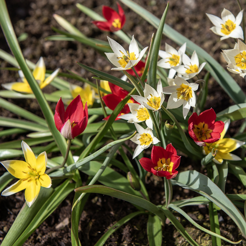 Tulipan Blandede sorter 10 stk. i gruppen Løg og knolde / Forårsblomstrende løg og knolde / Tulipaner hos Impecta Fröhandel (465520)